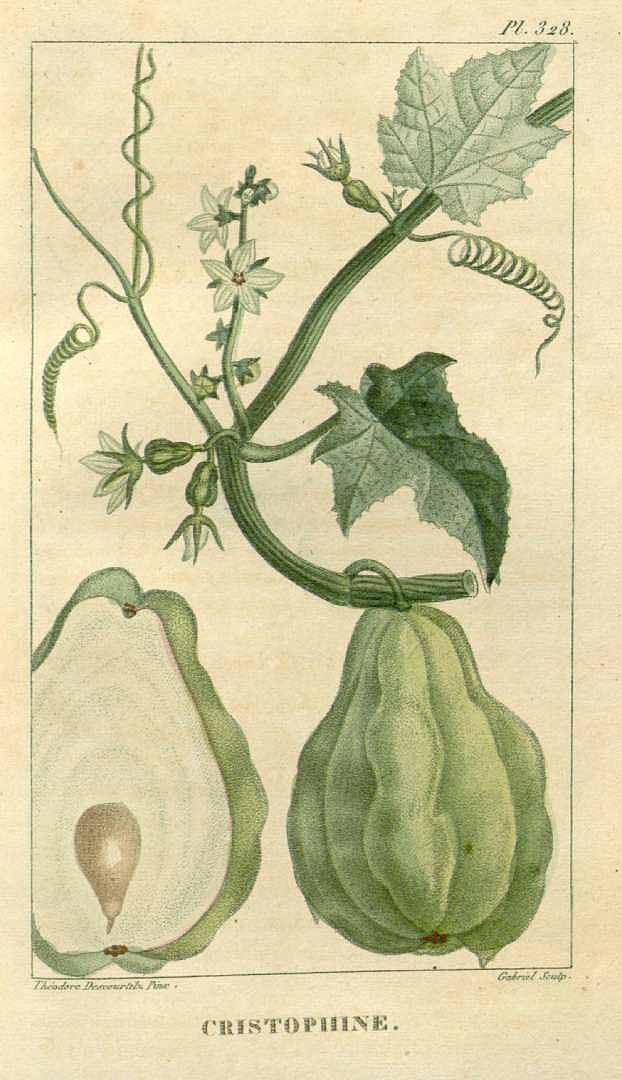 Illustration Sechium edule, Par Descourtilz, M.E., Flore [pittoresque et] médicale des Antilles (1821-1829) Fl. Méd. Antilles vol. 5 (1827) [tt. 305-380] t. 328, via plantillustrations 