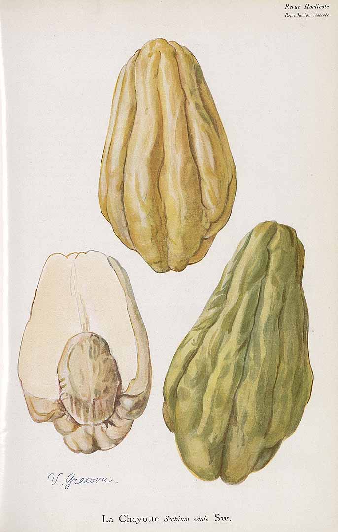 Illustration Sechium edule, Par Revue horticole, sér. 4 (1852-1974) Rev. Hort. (Paris), ser. 4, via plantillustrations 