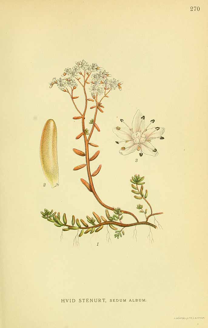 Illustration Sedum album, Par Lindman, C.A.M., Bilder ur Nordens Flora Bilder Nordens Fl. vol. 2 (1922) t. 270, via plantillustrations 