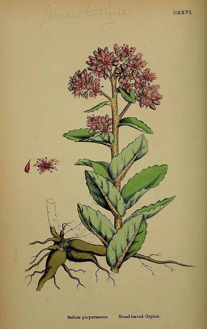 Illustration Sedum telephium, Par Smith, J.E., English botany, or coloured figures of British plants, ed. 3 [B] [J.E. Sowerby et al] (1863-1899) Engl. Bot., ed. 3 vol. 4 (1865) t. 526, via plantillustrations 