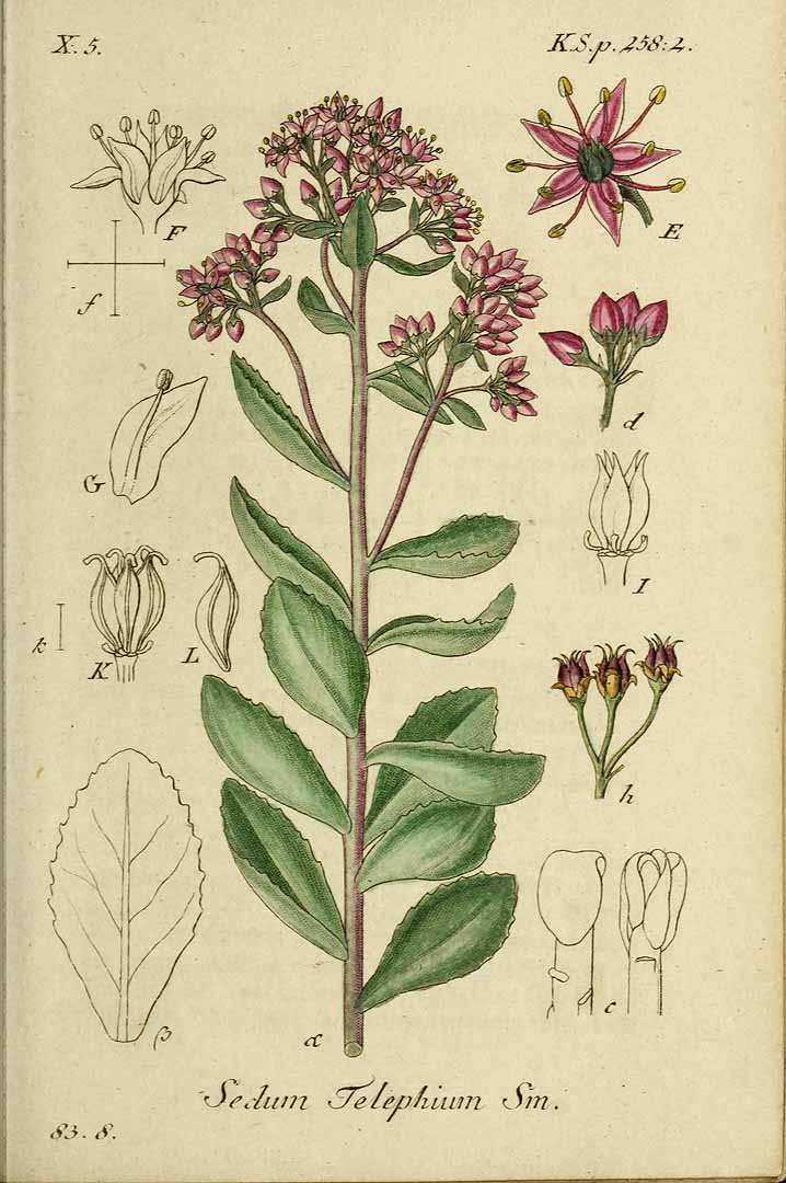 Illustration Sedum telephium, Par Sturm, J., Sturm, J.W., Deutschlands flora (1798-1855) Deutschl. Fl. vol. 19 (1841) t. 8] , via plantillustrations 