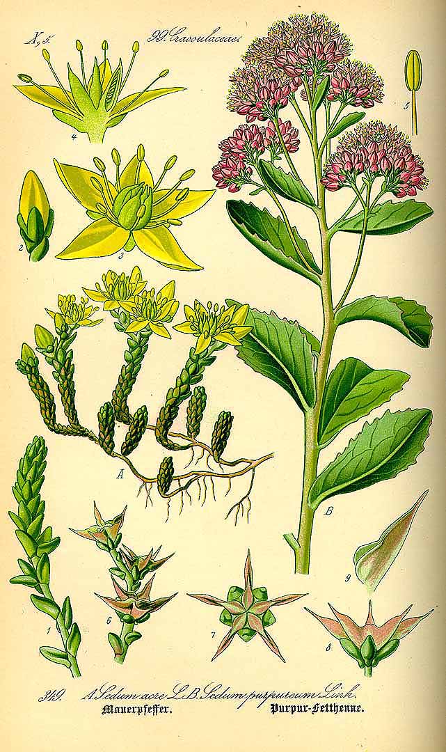 Illustration Sedum telephium, Par Thomé, O.W., Flora von Deutschland Österreich und der Schweiz (1886-1889) Fl. Deutschl. vol. 3 (1885) t. 349	f. B , via plantillustrations 