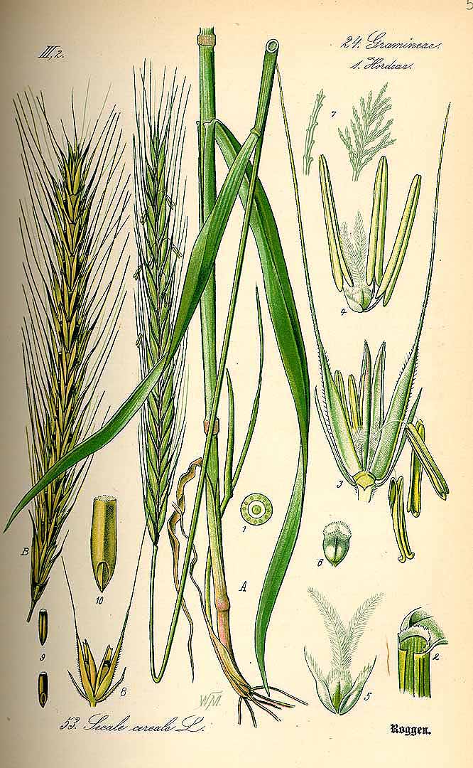 Illustration Secale cereale, Par Thomé, O.W., Flora von Deutschland Österreich und der Schweiz (1886-1889) Fl. Deutschl. vol. 1 (1885), via plantillustrations 