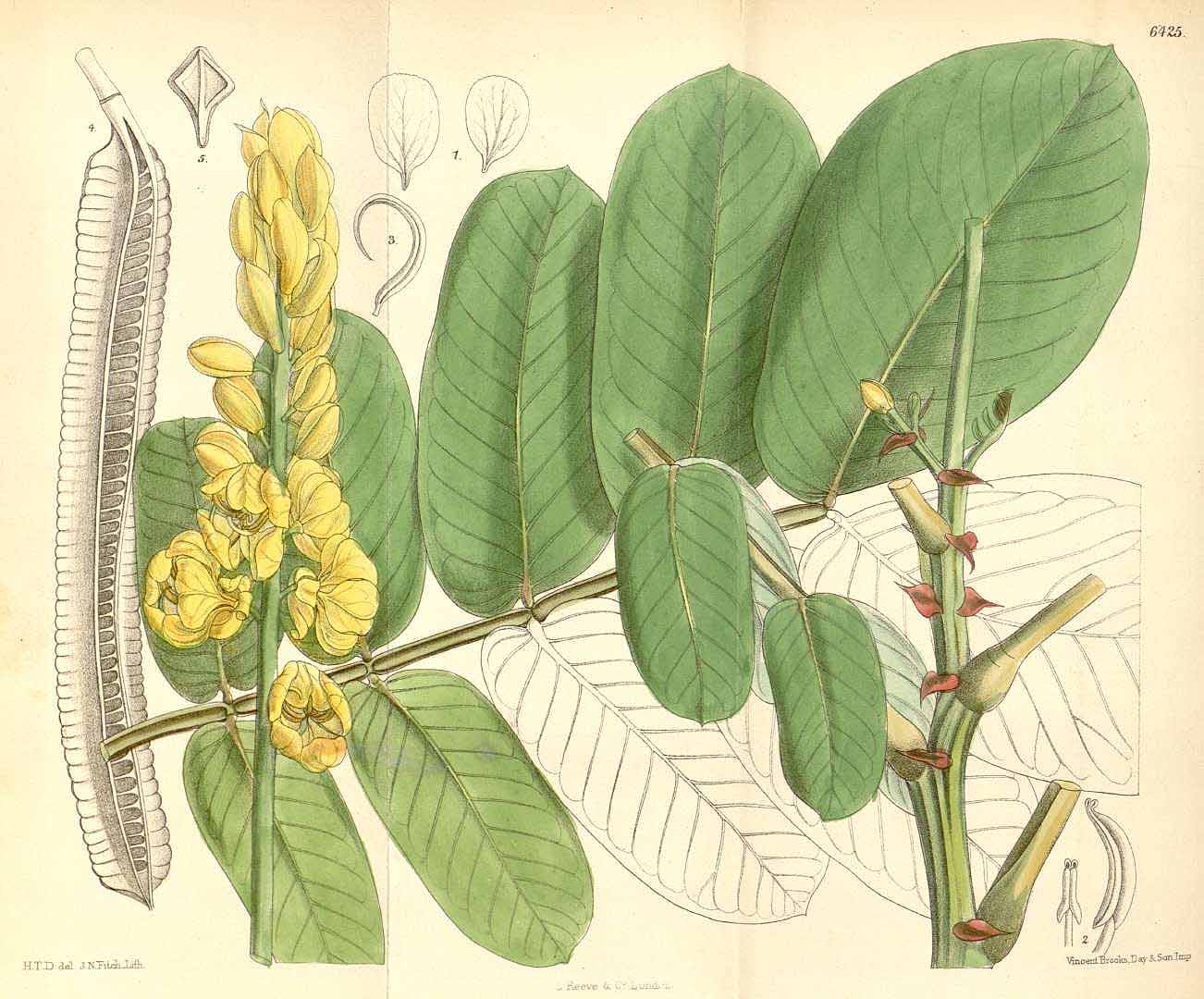 Illustration Senna alata, Par Curtis, W., Botanical Magazine (1800-1948) Bot. Mag. vol. 105 (1879) [tt. 6403-6468] t. 6425, via plantillustrations 