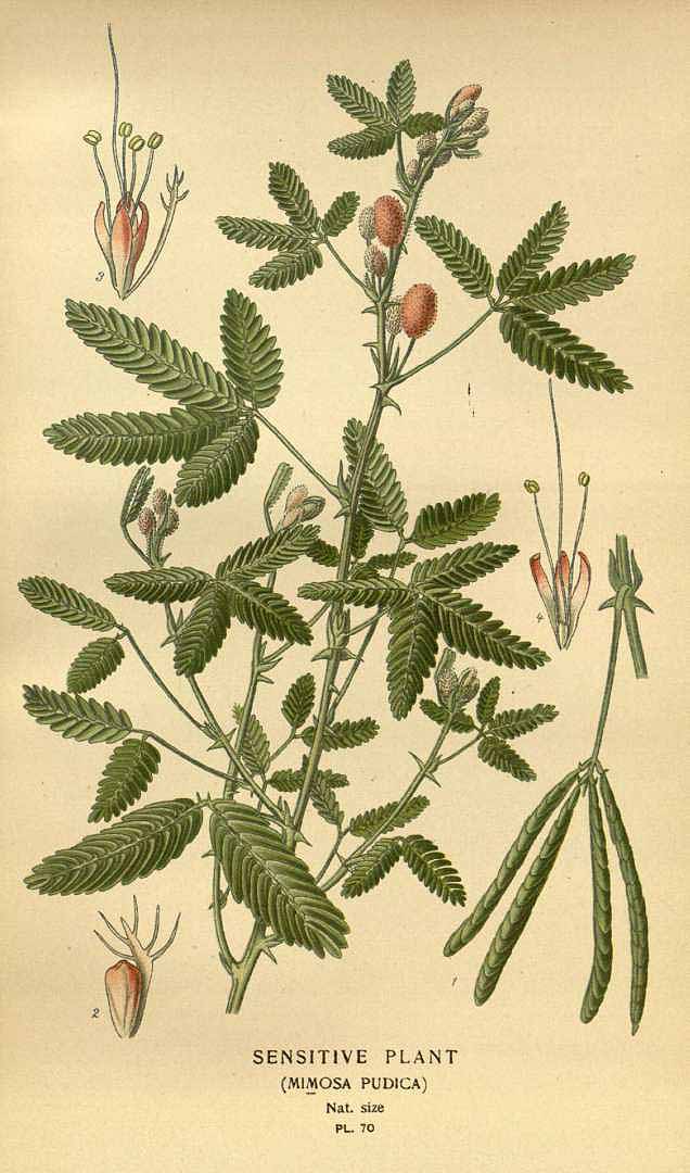 Illustration Mimosa pudica, Par Step, E., Bois, D., Favourite flowers of garden and greenhouse (1896-1897) Favourite Fl. vol. 1 (1896), via plantillustrations 