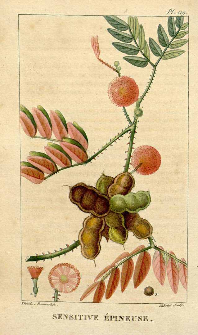 Illustration Mimosa pudica, Par Descourtilz, M.E., Flore [pittoresque et] médicale des Antilles (1821-1829) Fl. Méd. Antilles vol. 2 (1822), via plantillustrations 
