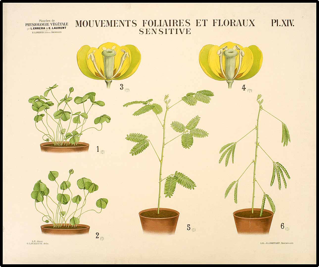 Illustration Mimosa pudica, Par Errera, Laurent, Planches de Physiologie vegetale, via plantillustrations 