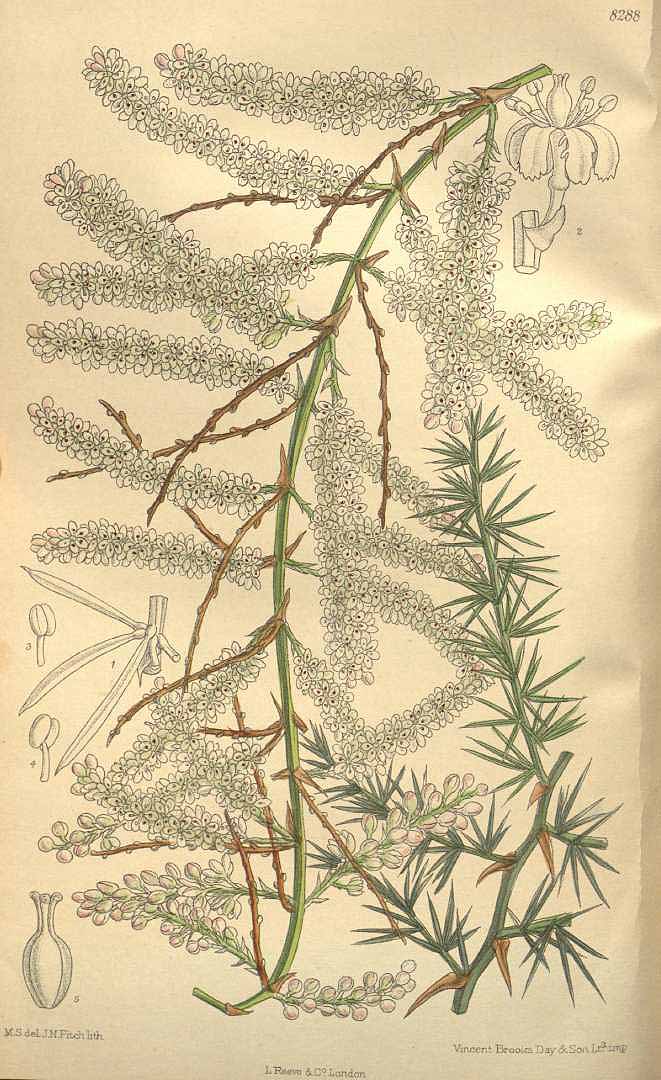 Illustration Asparagus racemosus, Par Curtis, W., Botanical Magazine (1800-1948) Bot. Mag., via plantillustrations 