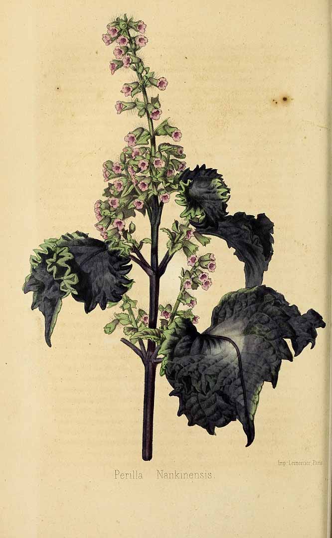 Illustration Perilla frutescens, Par Revue horticole, sér. 4 (1852-1974) Rev. Hort. (Paris), ser. 4 vol. 24 (1852), via plantillustrations 