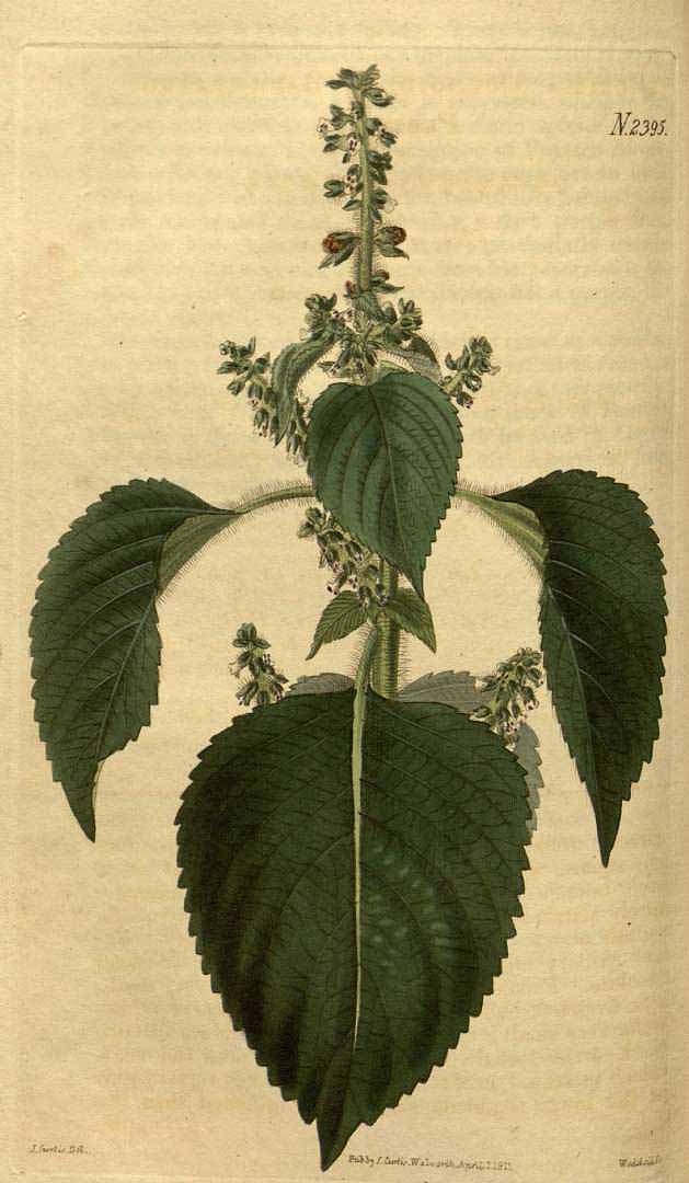 Illustration Perilla frutescens, Par Curtis, W., Botanical Magazine (1800-1948) Bot. Mag. vol. 50 (1823), via plantillustrations 
