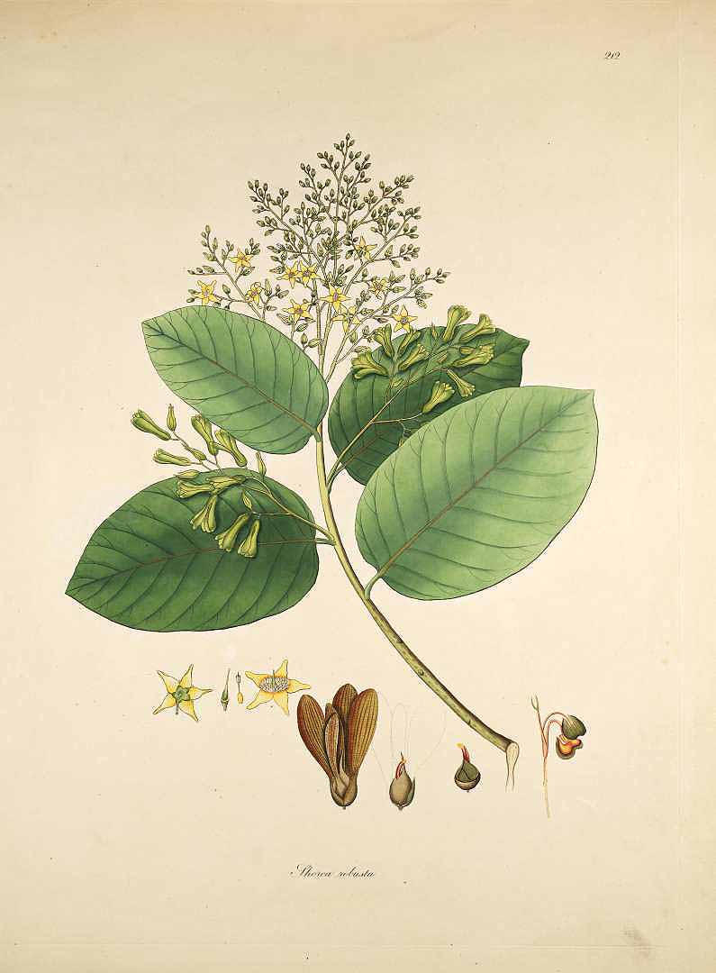 Illustration Shorea robusta, Par Roxburgh, W., Plants of the coast of Coromandel (1795-1819) Pl. Coromandel vol. 3 (1819) t. 212, via plantillustrations 