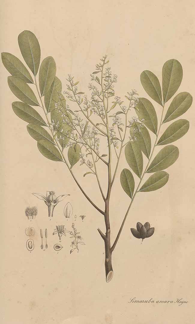 Illustration Simarouba amara, Par Nees von Esenbeck, T.F.L., Wijhe (Weyhe), M.F., Plantae medicinales (1828-1833) Pl. Medicin. vol. 2 , via plantillustrations 