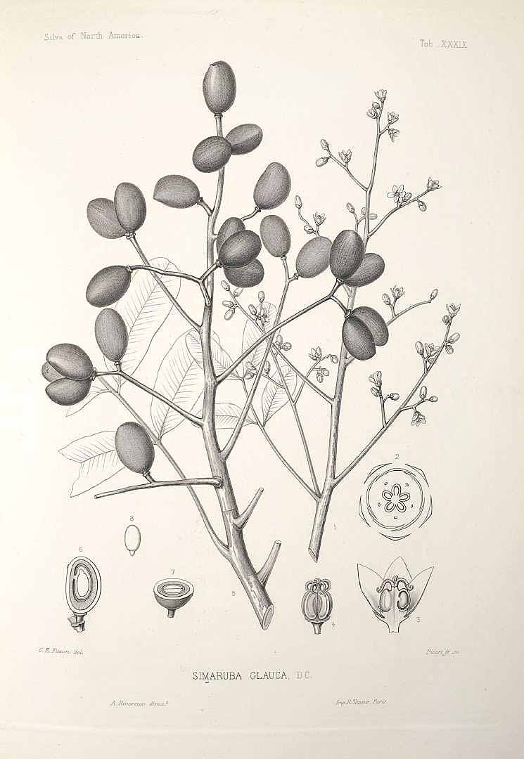 Illustration Simarouba amara, Par Sargent, C.S., Silva of North America (1891-1902) Silva vol. 1 (1891) t. 39, via plantillustrations 