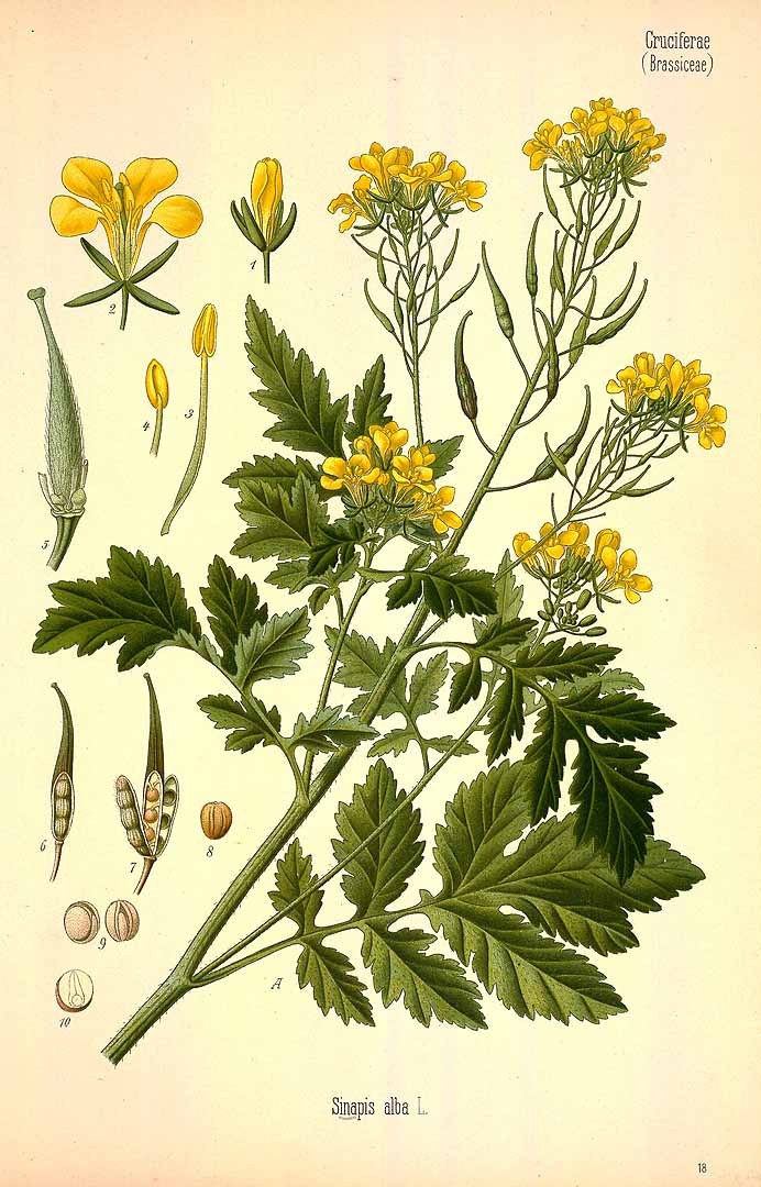 Illustration Sinapis alba, Par Kohler, F.E., Kohler?s Medizinal Pflanzen (1883-1914) Med.-Pfl. vol. 3 (1898) t. 18, via plantillustrations 