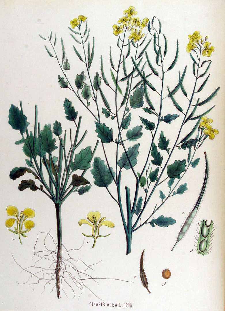 Illustration Sinapis alba, Par Kops, J., Flora Batava (1800-1934) Fl. Bat. vol. 17 (1885) t. 1296, via plantillustrations 