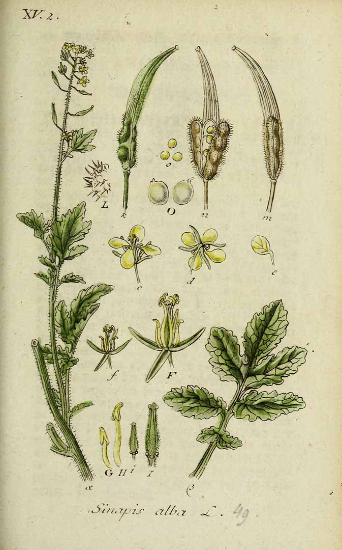 Illustration Sinapis alba, Par Sturm, J., Sturm, J.W., Deutschlands flora (1798-1855) Deutschl. Fl. vol. 2 (1798) t. 49] , via plantillustrations 