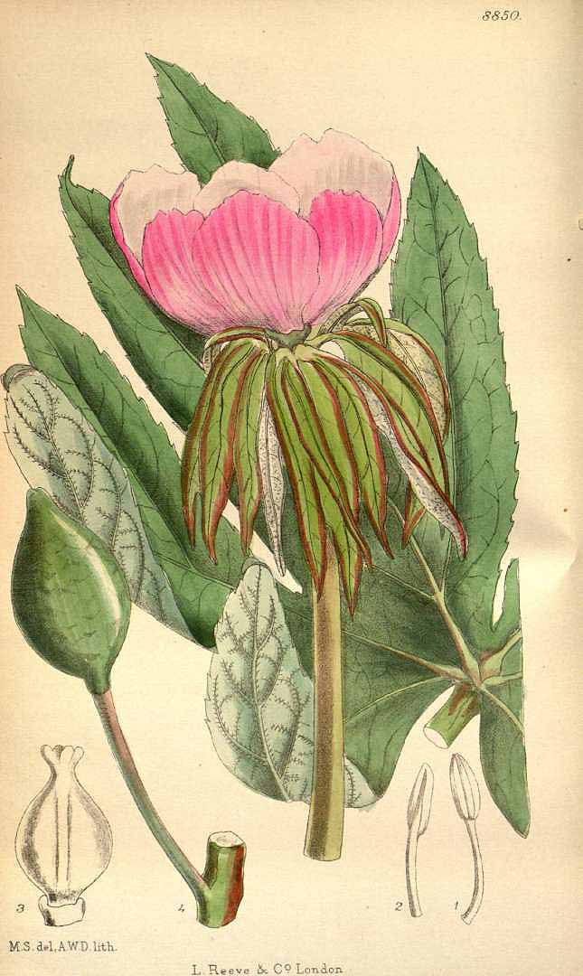 Illustration Sinopodophyllum hexandrum, Par Curtis, W., Botanical Magazine (1800-1948) Bot. Mag. vol. 146 (1920) [tt. 8830-8873] t. 8850, via plantillustrations 