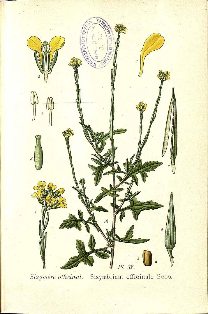 Illustration Sisymbrium officinale, Par Masclef, A., Atlas des plantes de France (1890-1893) Atlas Pl. France vol. 2 , via plantillustrations 