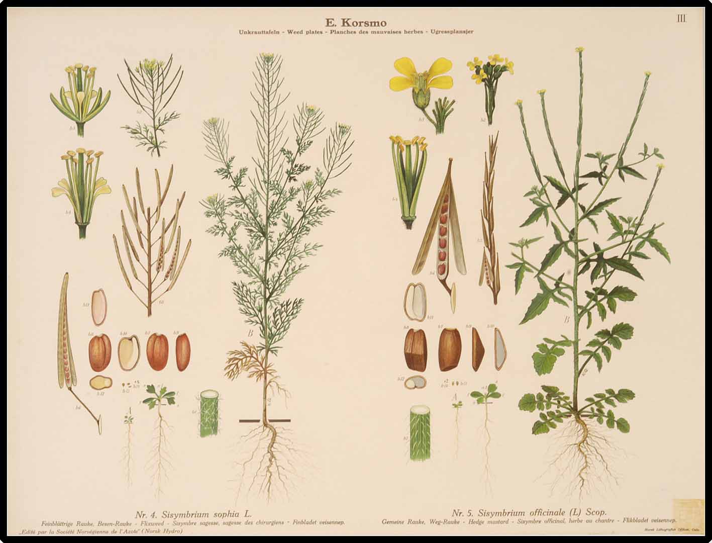 Illustration Sisymbrium officinale, Par Korsmo, E., Unkrauttaflen - Weed plates - Planches des mauvaises herbes - Ugressplansjer (1934-1938)  (1934), via plantillustrations 
