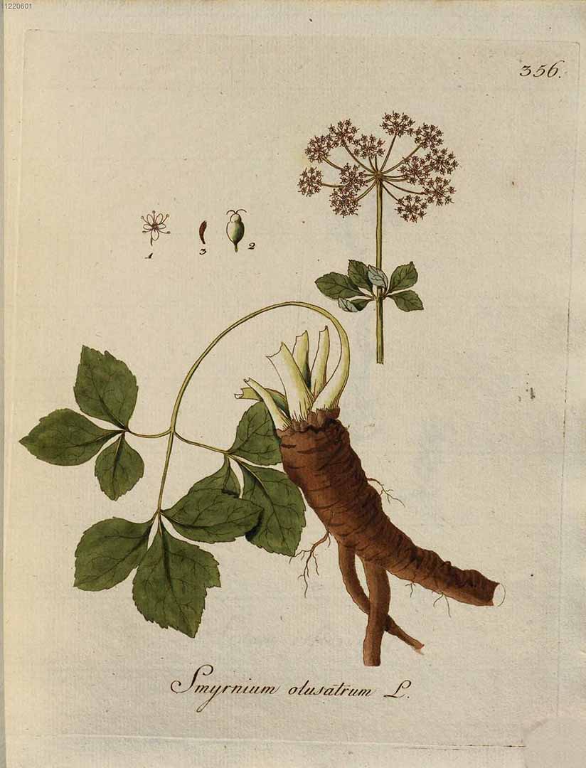 Illustration Smyrnium olusatrum, Par Kerner, J.S., Abbildungen aller ökonomischen Pflanzen (1786-1798) Abbild. Oekon. Pfl. vol. 4 (1791) t. 356, via plantillustrations 