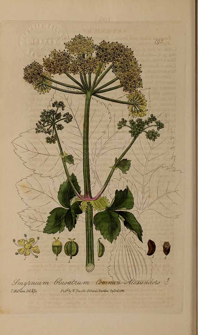 Illustration Smyrnium olusatrum, Par Baxter, W., British phaenogamous botany (1834-1843) Brit. Phaen. Bot. vol. 3 [tt. 161-240] t. 195, via plantillustrations 