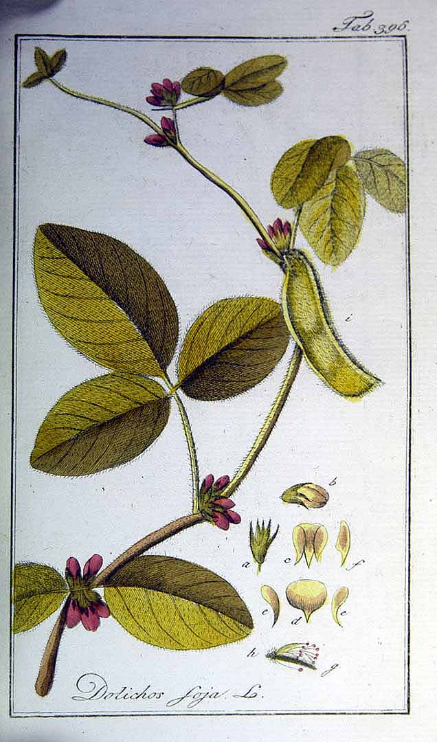 Illustration Glycine max, Par Afbeeldingen der artseny-gewassen met derzelver Nederduitsche en Latynsche beschryvingen (vol. 4: t. 396, 1800), via plantillustrations 