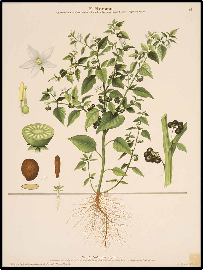 Illustration Solanum americanum, Par Korsmo, E., Unkrauttaflen - Weed plates - Planches des mauvaises herbes - Ugressplansjer (1934-1938)  (1934) t. 6	f. 11 , via plantillustrations 