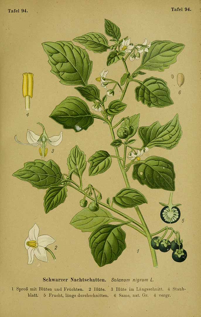 Illustration Solanum americanum, Par Esser, P.H.H., Giftpflanzen Deutschlands (1910) Giftpfl. Deutschl. t. 94, via plantillustrations 