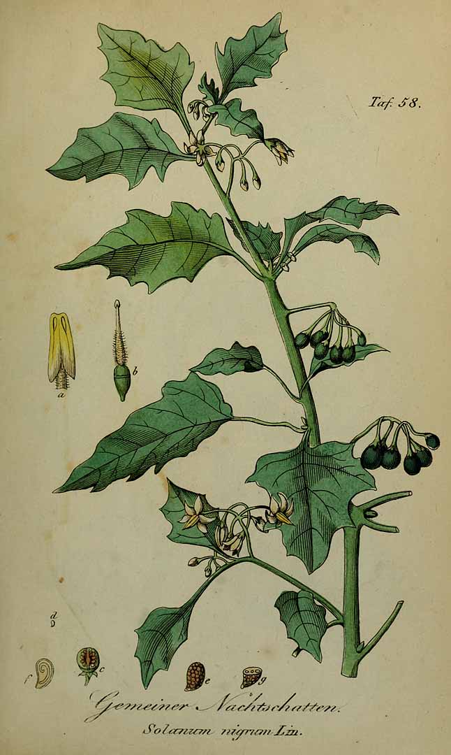 Illustration Solanum americanum, Par Winkler, E., Sämmtliche Giftgewächse Deutschlands, ed. 3 (1853) Sämmtl. Giftgew. Deutschl. t. 58, via plantillustrations 
