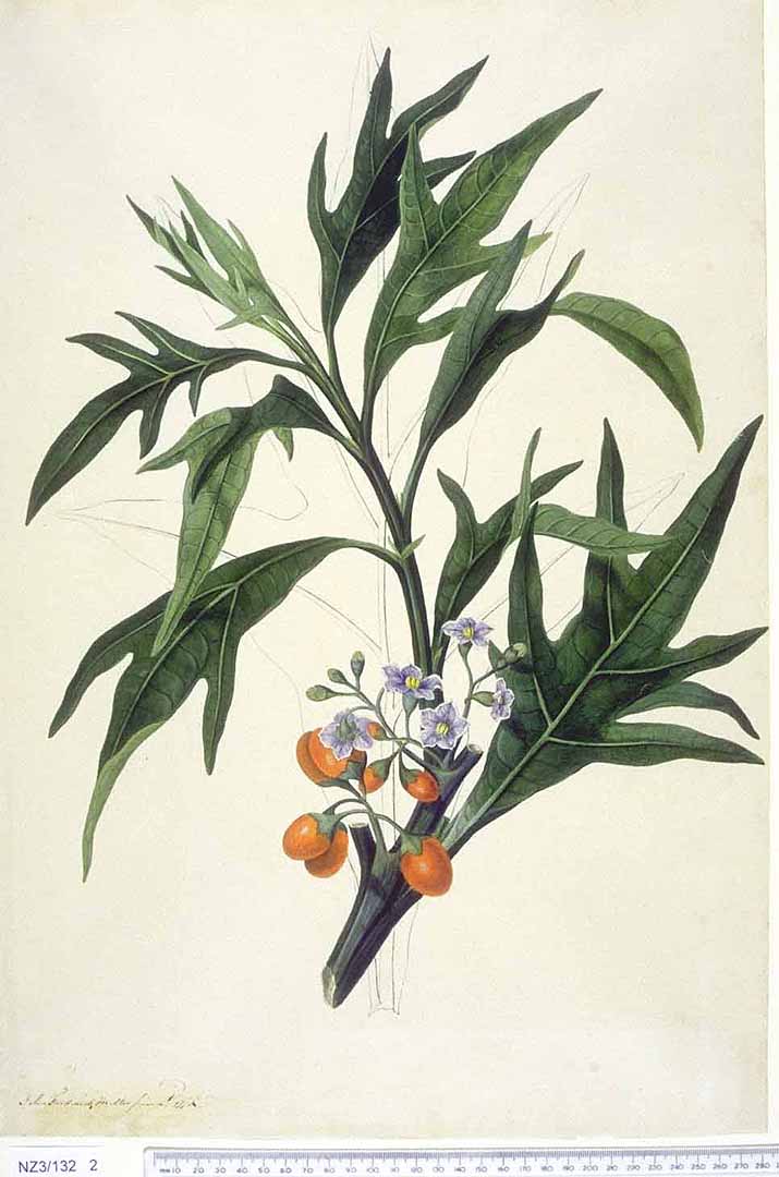Illustration Solanum aviculare, Par Natural History Museum, London Nat. Hist. Mus., London, via plantillustrations 