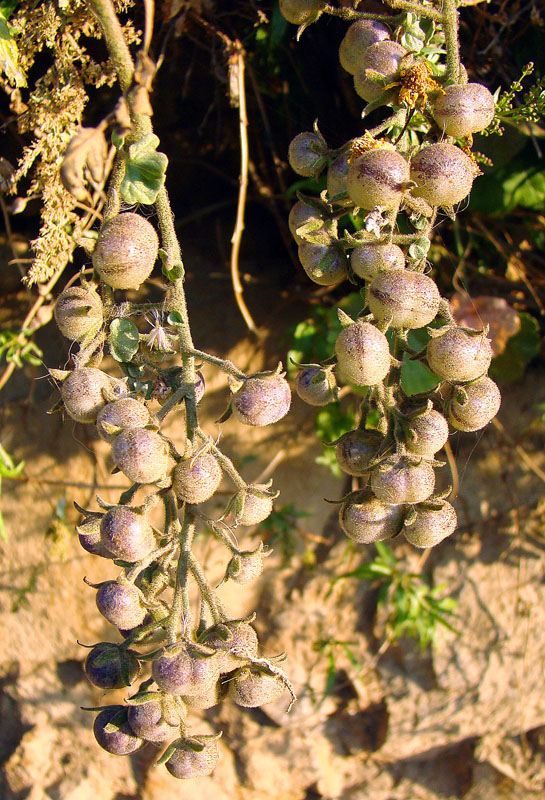 Illustration Solanum chilense, Par Dick Culbert de Gibsons, B.C., Canada, via wikimedia 
