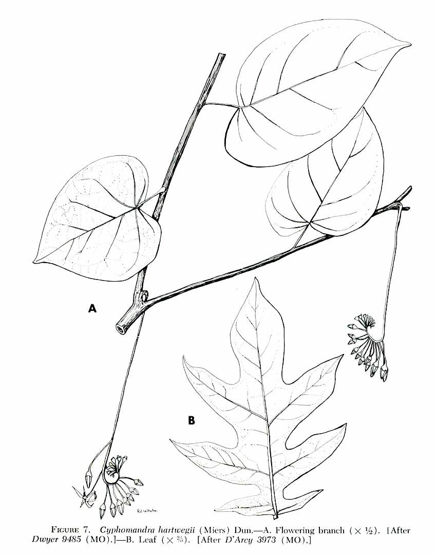 Illustration Solanum circinatum, Par Annals of the Missouri Botanical Garden (0, vol. 60: p. 620, t. 7, 1973) [R.J. White], via plantillustrations 