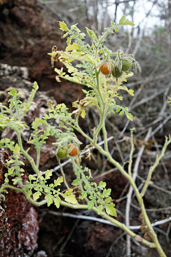 Illustration Solanum cheesmaniae, Par Kevin Gepford, via wikimedia 