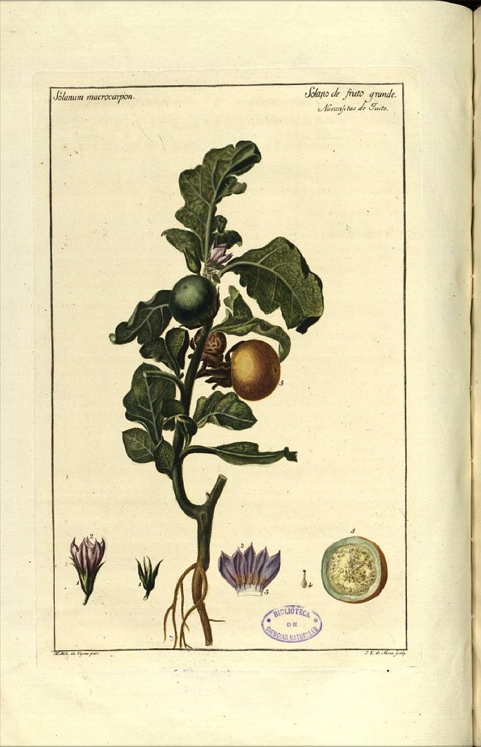 Illustration Solanum macrocarpon, Par Ortega, C.G. de, Florae Hispanicae delectus (1791-1792)  vol. 2 t. 5, via plantillustrations 