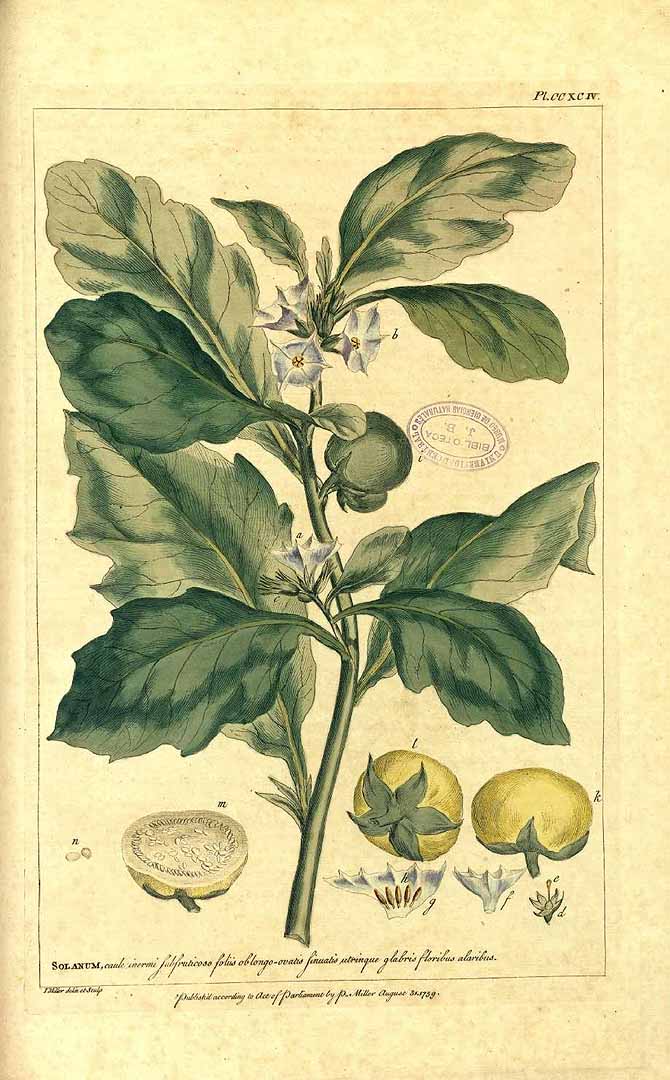 Illustration Solanum macrocarpon, Par Miller, P., Figures of the most beautiful, useful and uncommon plants, described in the gardeners? dictionary (1755-1760) Fig. Pl. Gard. Dict. vol. 2 t. 294, via plantillustrations 