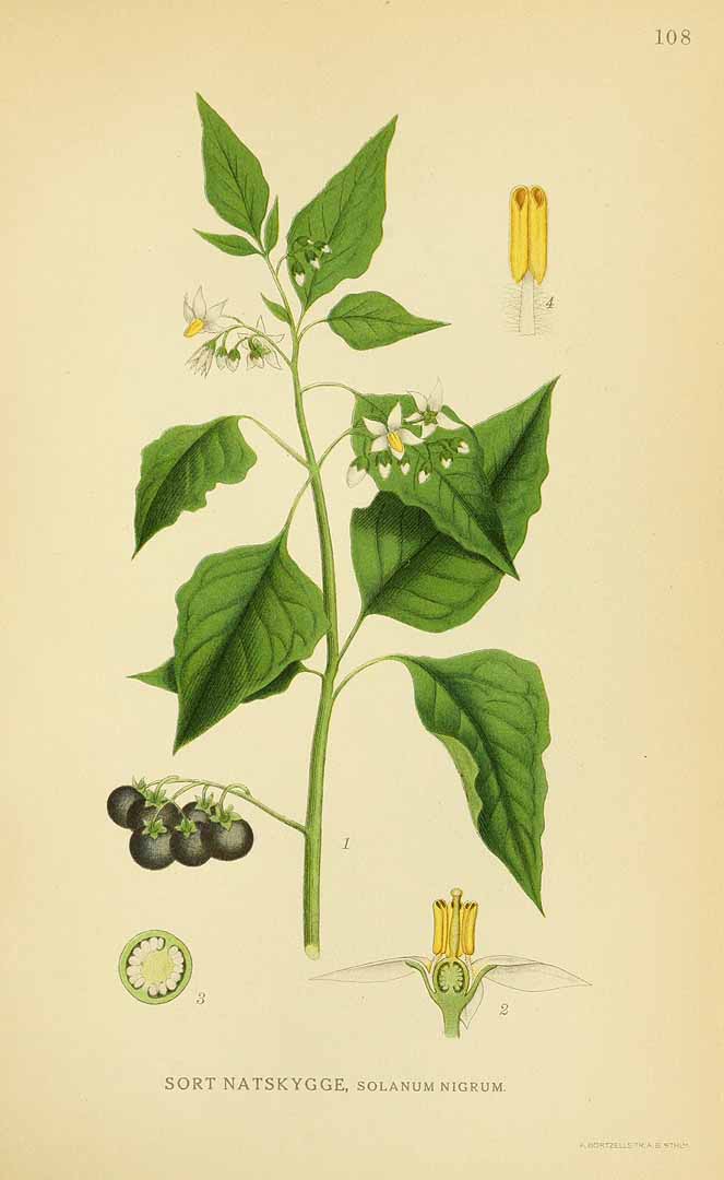 Illustration Solanum nigrum, Par Lindman, C.A.M., Bilder ur Nordens Flora Bilder Nordens Fl. vol. 1 (1922), via plantillustrations 