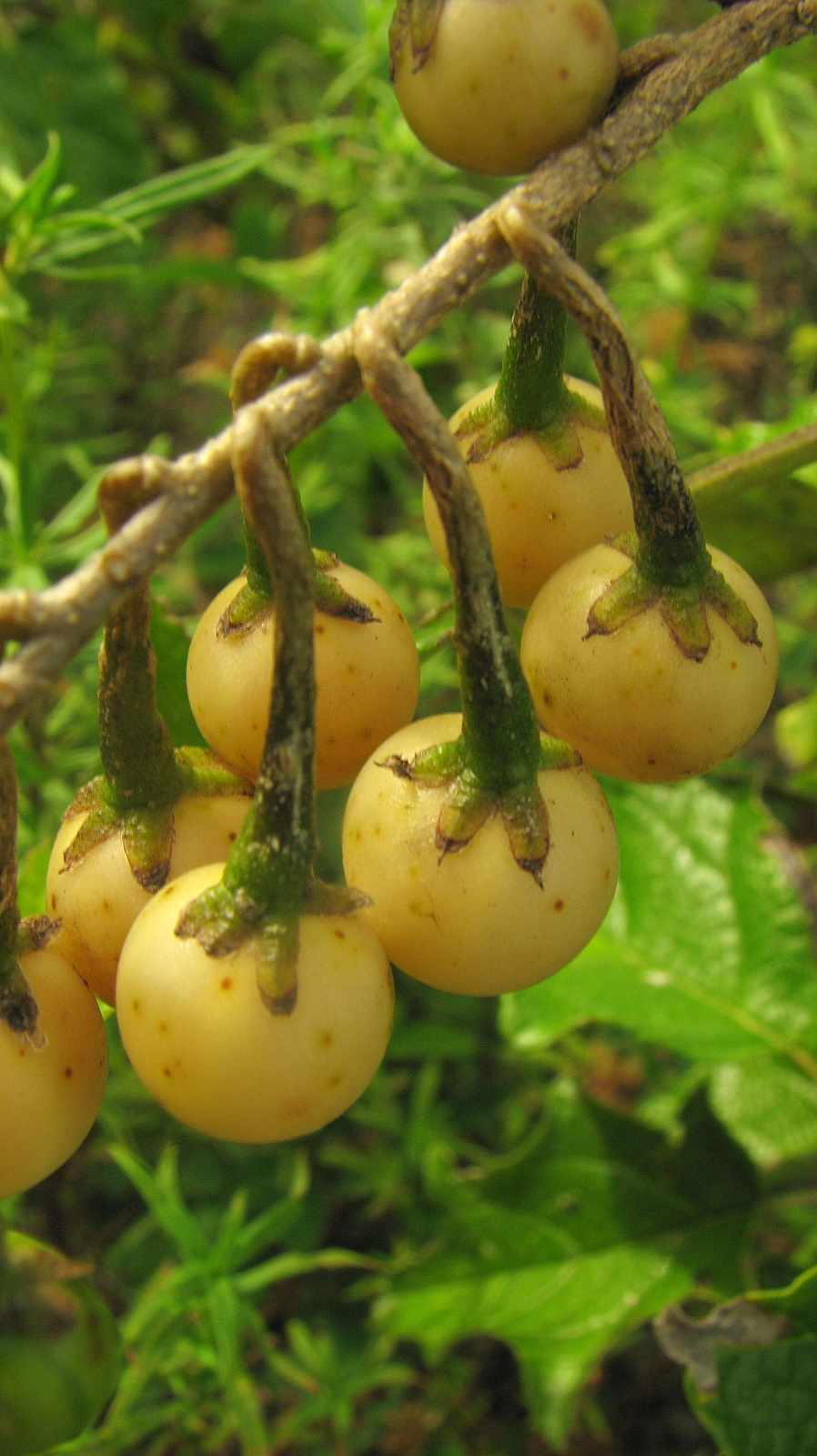 Illustration Solanum paniculatum, Par Alex Popovkin, Bahia, Brazil de Brazil, via wikimedia 