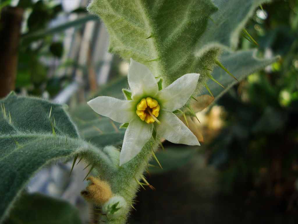 Illustration Solanum pseudolulo, Par IKAl, via wikimedia 