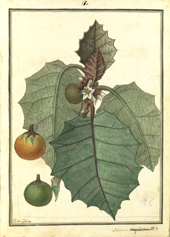Illustration Solanum quitoense, Par Ruiz, H., Pavón, J., Drawings of the Royal Botanical Expedition to the Viceroyalty of Peru (1777-1816) Draw. Roy. Bot. Exped. Viceroy. Peru (1777) t. 170, via plantillustrations 