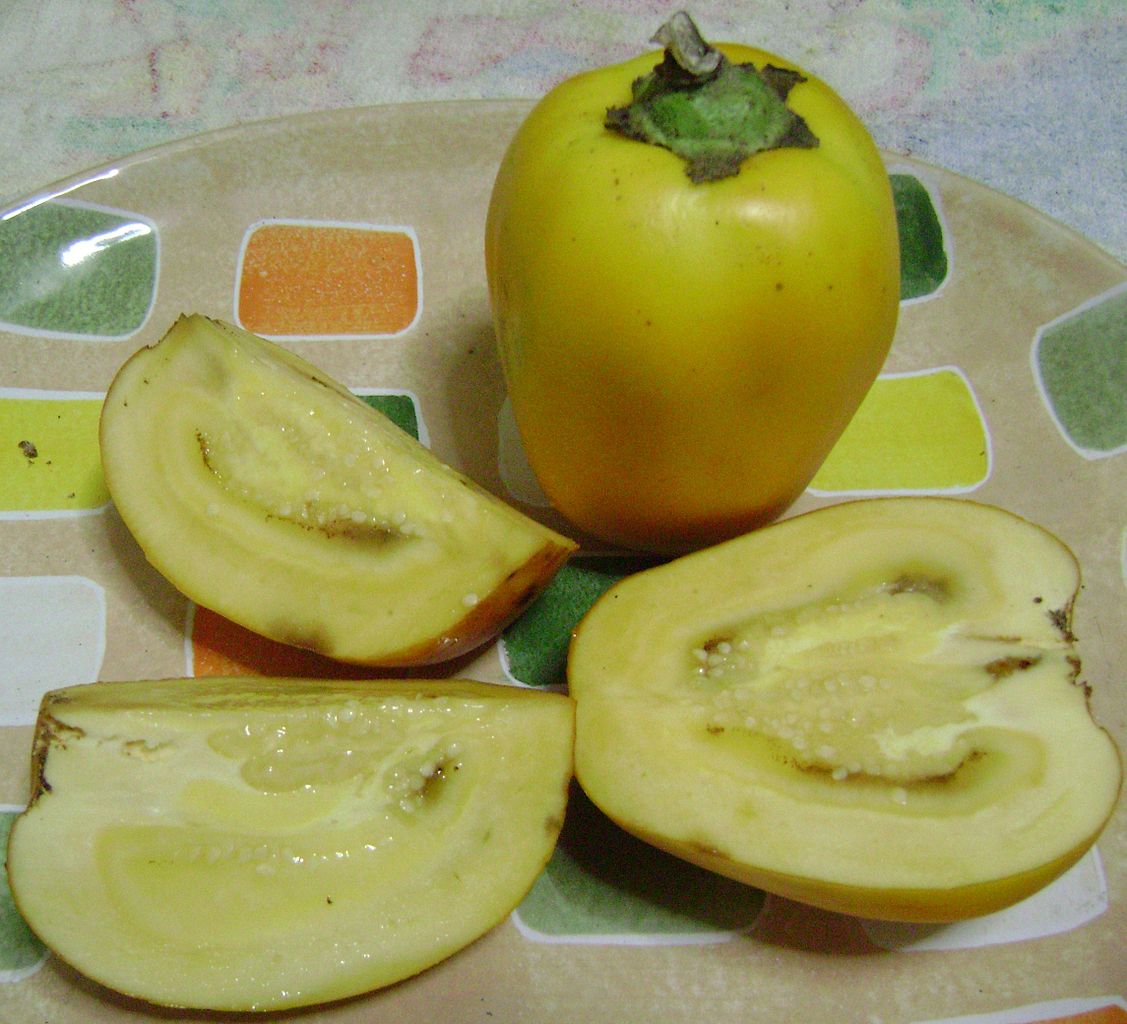 Illustration Solanum sessiliflorum, Par Dtarazona, via wikimedia 