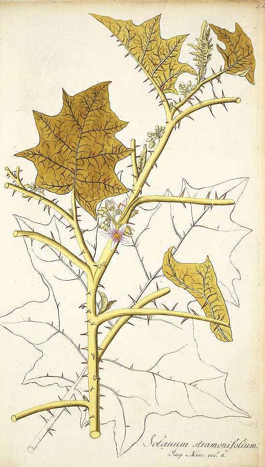 Illustration Solanum stramoniifolium, Par Jacquin, N.J. von, Icones plantarum rariorum (1781-1793) Icon. Pl. Rar. vol. 1 (1781) t. 44, via plantillustrations 
