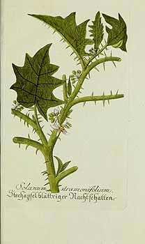Illustration Solanum stramoniifolium, Par Plantarum indigenarum et exoticarum Icones ad vivum coloratae (1788-1794) ? vol. 8 t. 55] , via plantillustrations 