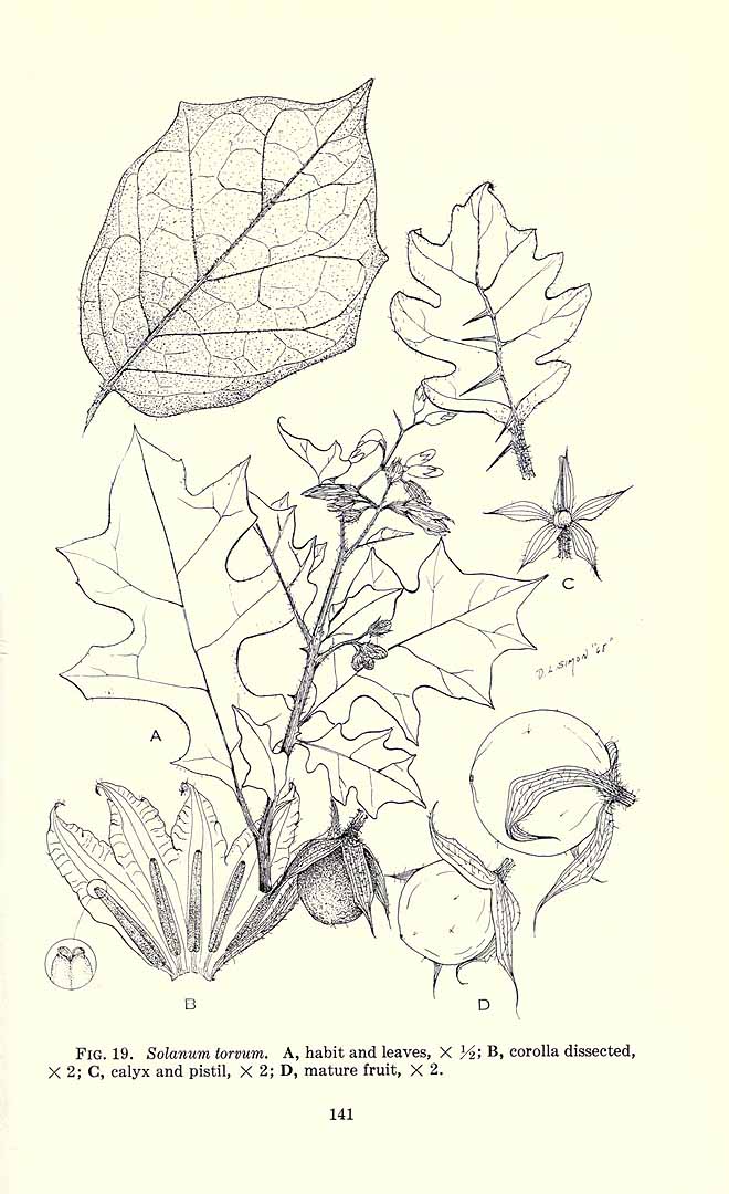 Illustration Solanum torvum, Par Standley, P.C., Steyermark, J.A., Flora of Guatemala [Fieldiana no. 24] (1946-1977) Fl. Guatemala vol. 10(1,2): p. 141 f. 19 , via plantillustrations 