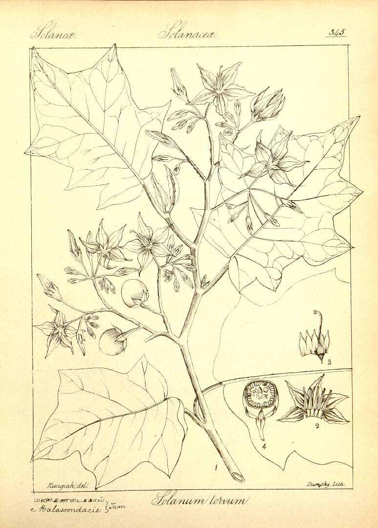 Illustration Solanum torvum, Par Wig