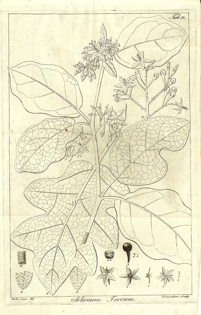 Illustration Solanum torvum, Par Dunal, M.F., Histoire naturelle, médicale et économique des Solanum (1813) Hist. Nat. Solanum (1813) t. 23, via plantillustrations 