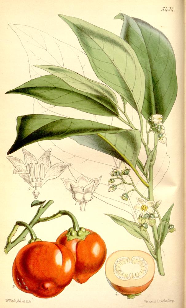 Illustration Solanum uporo, Par William Jackson Hooker (1785-1865) Curtis's botanical magazine vol. 90 ser. 3 nr. 20 tabl. 5424 (