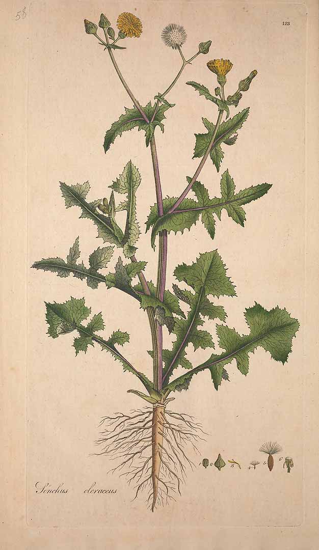 Illustration Sonchus oleraceus, Par Curtis, W., Flora Londinensis (1775-1798) Fl. Londin. vol. 2 (1777) t. 58[123] , via plantillustrations 