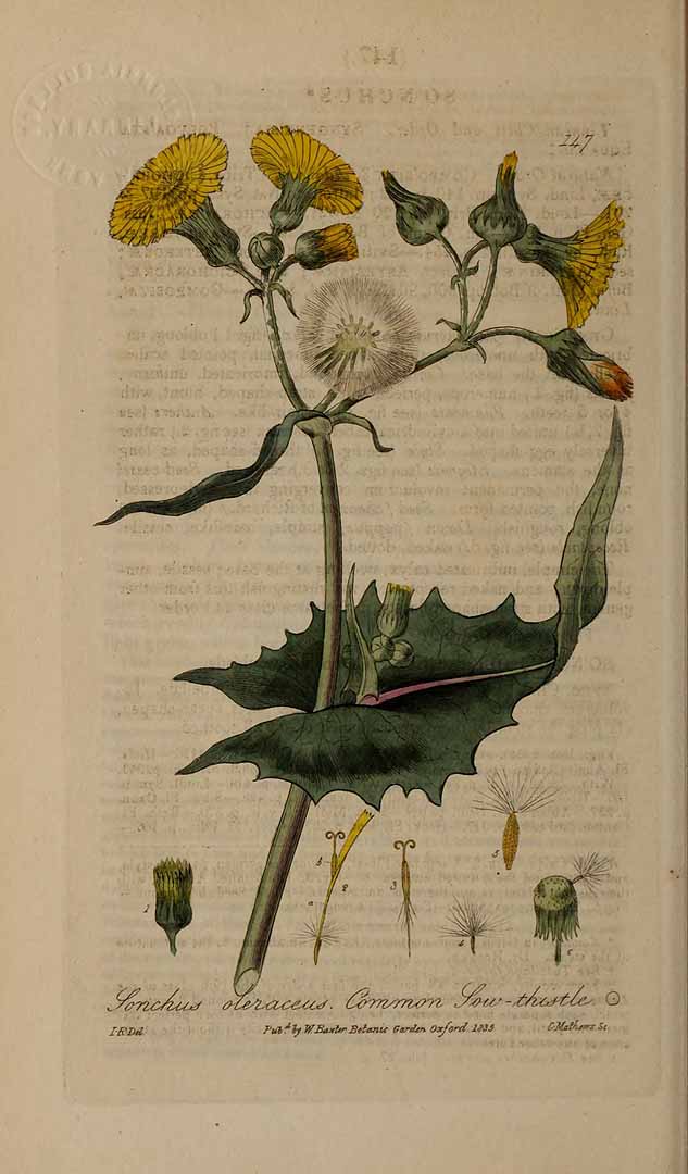 Illustration Sonchus oleraceus, Par Baxter, W., British phaenogamous botany (1834-1843) Brit. Phaen. Bot. vol. 2 [tt. 81-160] t. 147, via plantillustrations 