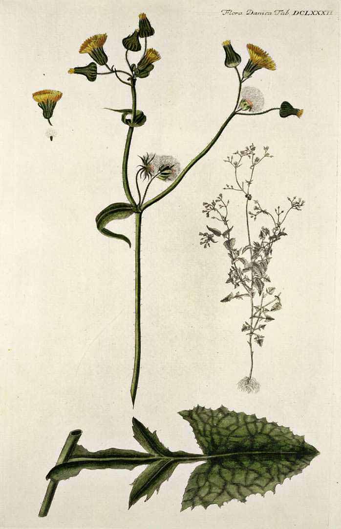 Illustration Sonchus oleraceus, Par Oeder, G.C., Flora Danica (1761-1861) Fl. Dan. vol. 4 (1771-1777) [tt. 541-720] t. 682, via plantillustrations 