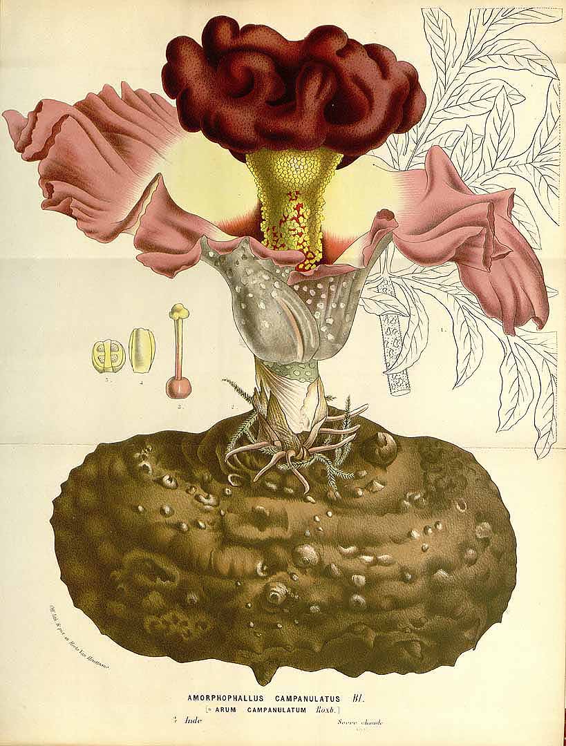 Illustration Amorphophallus paeoniifolius, Par Van Houtte, L.B., Flore des serres et des jardin de l?Europe (1845-1880) Fl. Serres vol. 15 (1862), via plantillustrations 